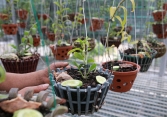 Cục Trồng trọt cảnh báo về lan đột biến