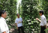 Giá tiêu hôm nay 21/4: Cao nhất 71.000 đồng/kg