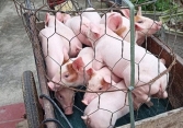 Giá heo hơi miền Nam giảm 1.000 đồng/kg