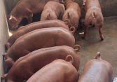 Giá heo hơi có nguy cơ xuống dưới 70.000 đồng/kg