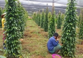 Giá tiêu quanh mức dưới 70.000 đồng/kg, giao dịch trầm lắng trước dịch bệnh
