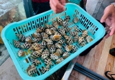 Nhà hàng bán 1,8 triệu đồng/kg ốc hương ở Nha Trang 'không chặt chém' nhưng vẫn tạm dừng kinh doanh