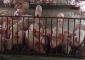 Giá heo hơi miền Bắc về sát mốc 70.000 đồng/kg
