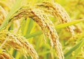 Giá lúa tại đồng bằng sông Cửu Long tăng nhẹ