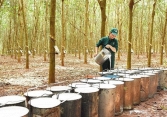 Giá cao su biến động trái chiều trên sàn châu Á