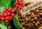 Giá cà phê trong nước cao nhất gần 35.000 đồng/kg