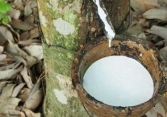 Giá cao su biến động trái chiều trên sàn châu Á, giảm tại sàn Thượng Hải