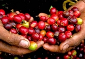 Giá cà phê đồng loạt tăng, Robusta gần chạm mốc 1.500 USD/tấn