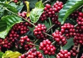Giá cà phê tiếp tục tăng 500 đồng/kg