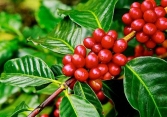 Giá cà phê điều chỉnh sau đợt tăng nóng
