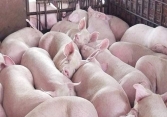 Giá heo hơi miền Bắc xuống dưới 70.000 đồng/kg