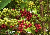 Giá cà phê trong nước ít biến động