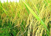 Giá gạo xuất khẩu tiếp đà đi ngang