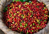 Cà phê giảm mạnh sau giai đoạn dài tăng giá