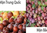 Phân biệt mận Mộc Châu và mận Trung Quốc