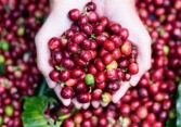 Giá cà phê Robusta tăng mạnh