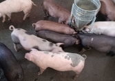 Dự báo giá heo hơi ngày 13/5: Tăng cục bộ tại một số địa phương