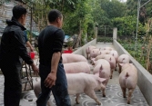 Giá heo hơi nhiều tỉnh miền Bắc còn 62.000 – 66.000 đồng/kg