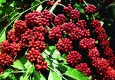Giá cà phê tăng giảm trái chiều