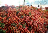 Giữa tâm dịch COVID-19, vải thiều Bắc Giang sẽ tiêu thụ như thế nào?