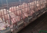 Giá heo hơi miền Bắc trở lại mốc 70.000 đồng/kg
