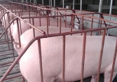 Giá heo hơi miền Bắc phục hồi, miền Nam liên tục giảm