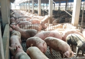 Đà tăng giá heo hơi chững lại
