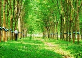 Giá cao su bật tăng trở lại trên sàn châu Á