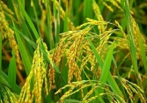 Giá lúa gạo cuối tuần ổn định