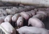 Giá heo hơi nhiều dấu hiệu tăng 