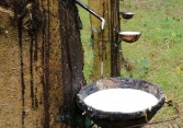 Giá cao su tăng nhanh