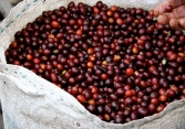 Giá cà phê tiếp tục tăng lên trên mốc 33.000 đồng/kg