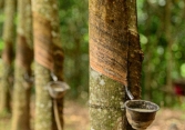 Giá cao su châu Á bật tăng, cao su Việt Nam được giá