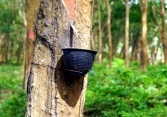 Giá cao su có thể tăng cao trong thời gian tới do thiếu nguồn cung