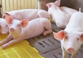 Sau một năm, giá heo hơi giảm gần 30.000 đồng/kg