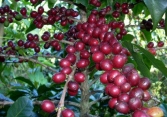 Giá cà phê trong nước giảm 200 đồng/kg