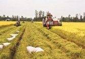 Giá gạo trong nước giảm 200 đồng/kg