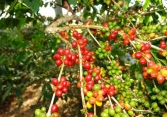 Giá cà phê trong nước đi ngang
