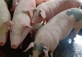Giá heo hơi giảm về sát mốc 60.000 đồng/kg