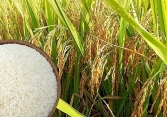 5 tháng đầu năm, Việt Nam thu về hơn 1,4 tỷ USD từ xuất khẩu gạo