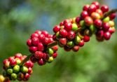 Cà phê Arabica có một tuần trồi sụt thất thường do thời tiết