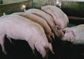 Giá heo hơi miền Tây Nam bộ còn 60.000 đồng/kg