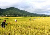 Giá gạo nguyên liệu tăng nhẹ