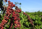 Giá cà phê tăng đến 600 đồng/kg