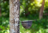 Giá cao su giảm nhẹ trên sàn châu Á