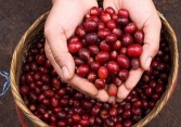 Giá cà phê toàn cầu đã tăng hơn 16% trong quý đầu tiên của năm 2021