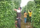 Giá tiêu giảm 500 đồng/kg tại thị trường Đồng Nai và Gia Lai