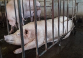 Giá heo hơi một số khu vực tại miền Tây xuống dưới 60.000 đồng/kg