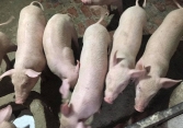 Giá heo hơi chỉ còn 56.000 – 57.000 đồng/kg tại nhiều tỉnh miền Tây Nam bộ