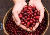 Giá cà phê duy trì xu hướng đi lên trên thị trường thế giới